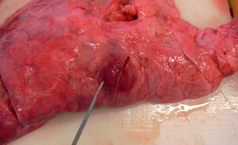 Figure 3: Поражения каудальной доли, вызванное&nbsp;A. pleuropneumoniae
